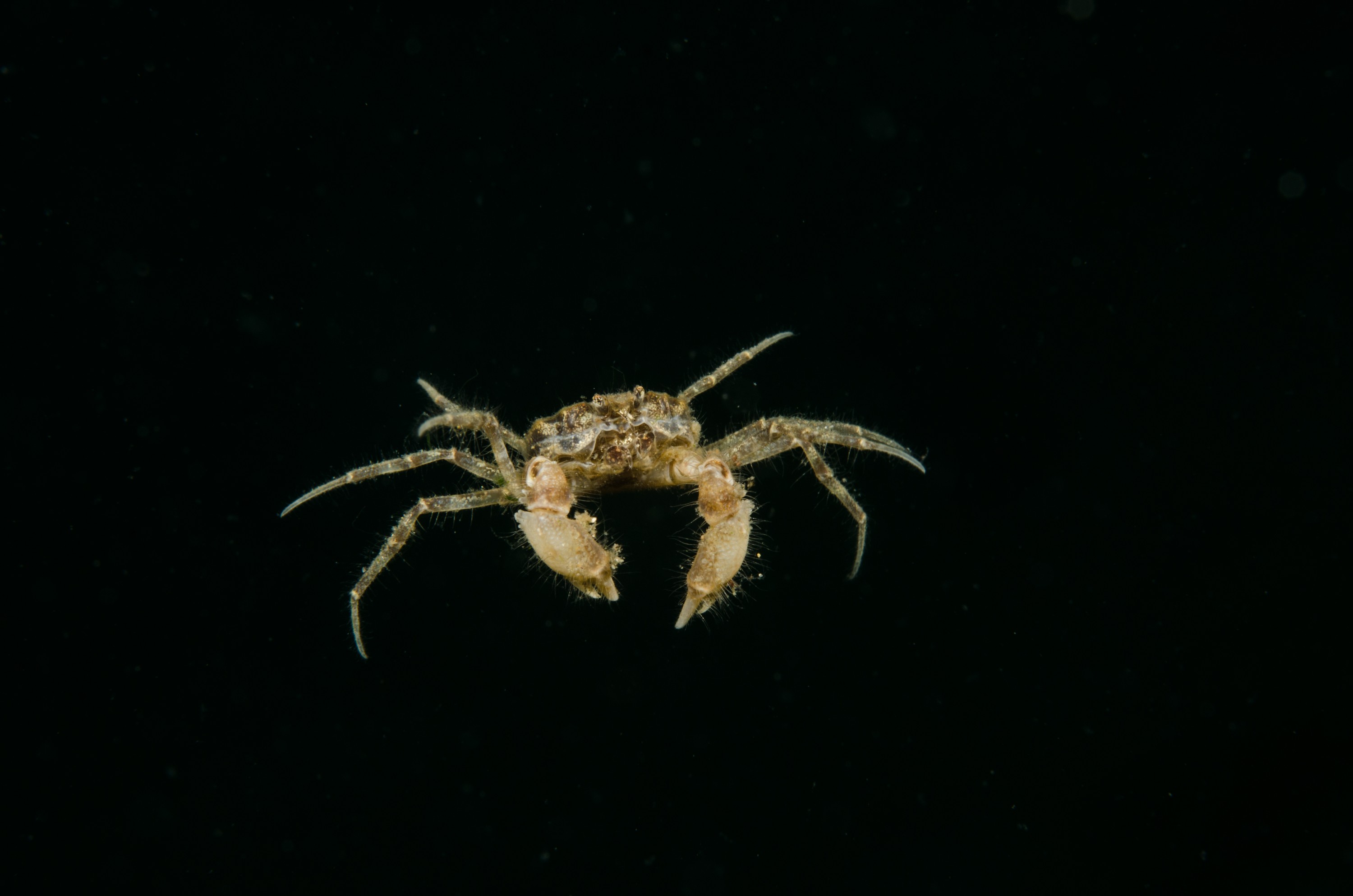 DSC_0960 – Amarnius lacustris, Crab, Northland NZ., crispin, freshwater, new, northland, nz, zealand, JAN17